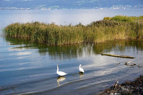 Zwei Schwäne im österreichischen Naturschutzgebiet Rheindelta.