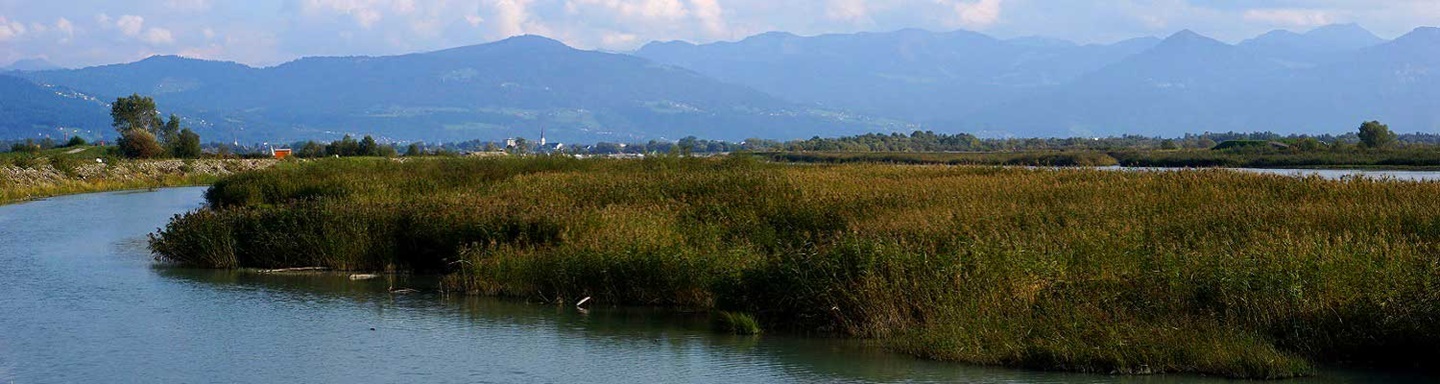 Der Rhein im österreichischen Naturschutzgebiet Rheindelta, im Hintergrund die Bergkette des Bregenzerwaldes.