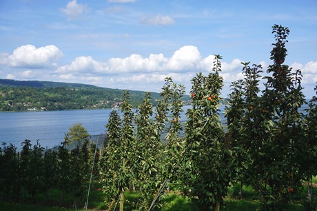 Reife Äpfel in einer Obstplantage am Untersee bei Mammern.