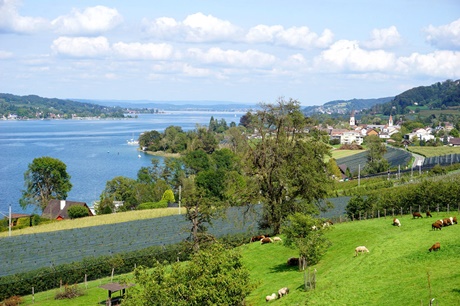 Wunderschöner Blick auf Mammern und den südlichen Untersee.