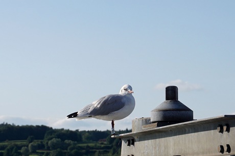 Eine junge Lachmöwe auf ihrem Aussichtsposten bei Steckborn.