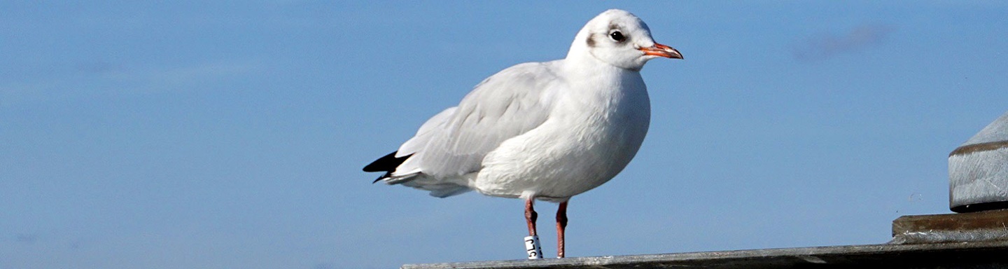 Eine junge Lachmöwe bei Steckborn.