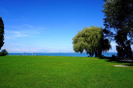 Bäume an der Uferpromenade von Romanshorn.