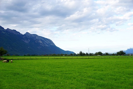 Schafe auf einer sattgrünen, von Bergen überragten Wiese im St. Galler Rheintal bei Gams.