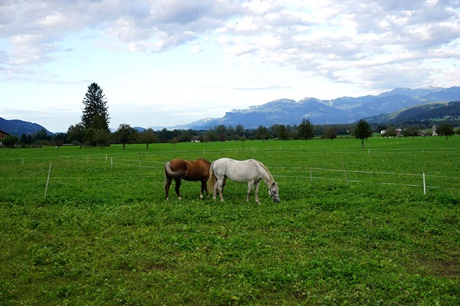 Zwei grasende Pferde auf ihrer Koppel im Rheintal bei Gams.