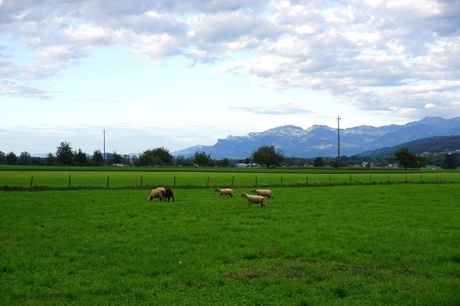 Eine Gruppe Schafe lässt sich das Gras im St. Galler Rheintal bei Gams schmecken.