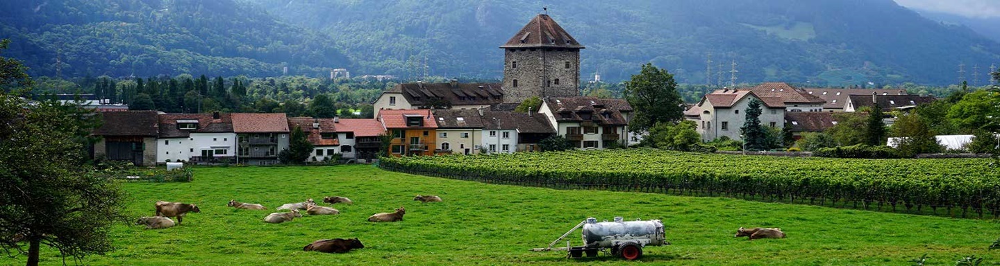 Kühe grasen neben einem Weinberg bei Maienfeld.