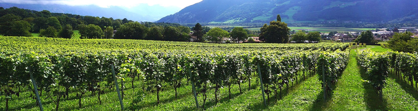 Ein Weinberg im Weinbaugebiet "Bündner Herrschaft" bei Maienfeld.