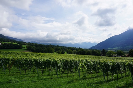 Traumhafter Blick über die sattgrünen Weinberge der Bündner Herrschaft bei Maienfeld.