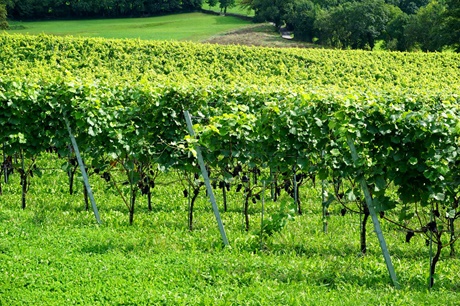 Weinreben bei Maienfeld.