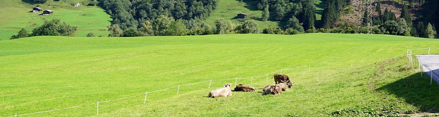 Kühe auf ihrer Weide in der Surselva.