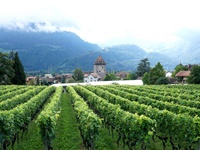 Die sattgrünen Weinberge der Bündner Herrschaft bei Maienfeld.